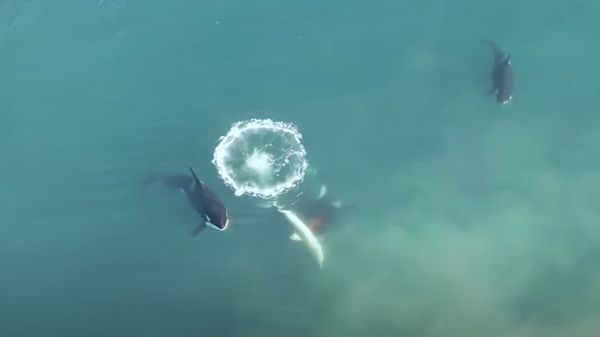 Un gran tiburón blanco se convierte en el almuerzo de una orca - Sputnik Mundo