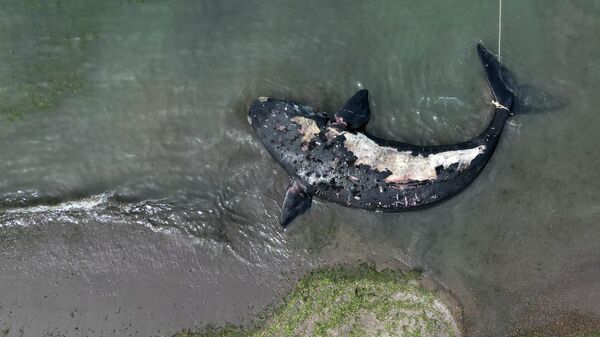 Una ballena muerta en Argentina - Sputnik Mundo