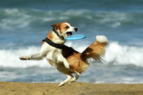 Un perro juega en la playa de La Grande Plage en Biarritz, en el suroeste de Francia. - Sputnik Mundo