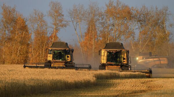 Cosecha de trigo en un campo en el territorio de Krasnoyarsk, Rusia - Sputnik Mundo