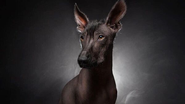 Xoloitzcuintle, el perro pelón de México - Sputnik Mundo
