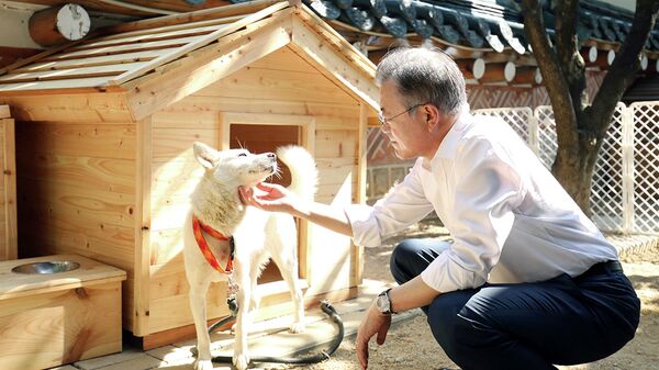 El exmandatario de Corea del Sur, Moon Jae-in, con perro (archivo) - Sputnik Mundo