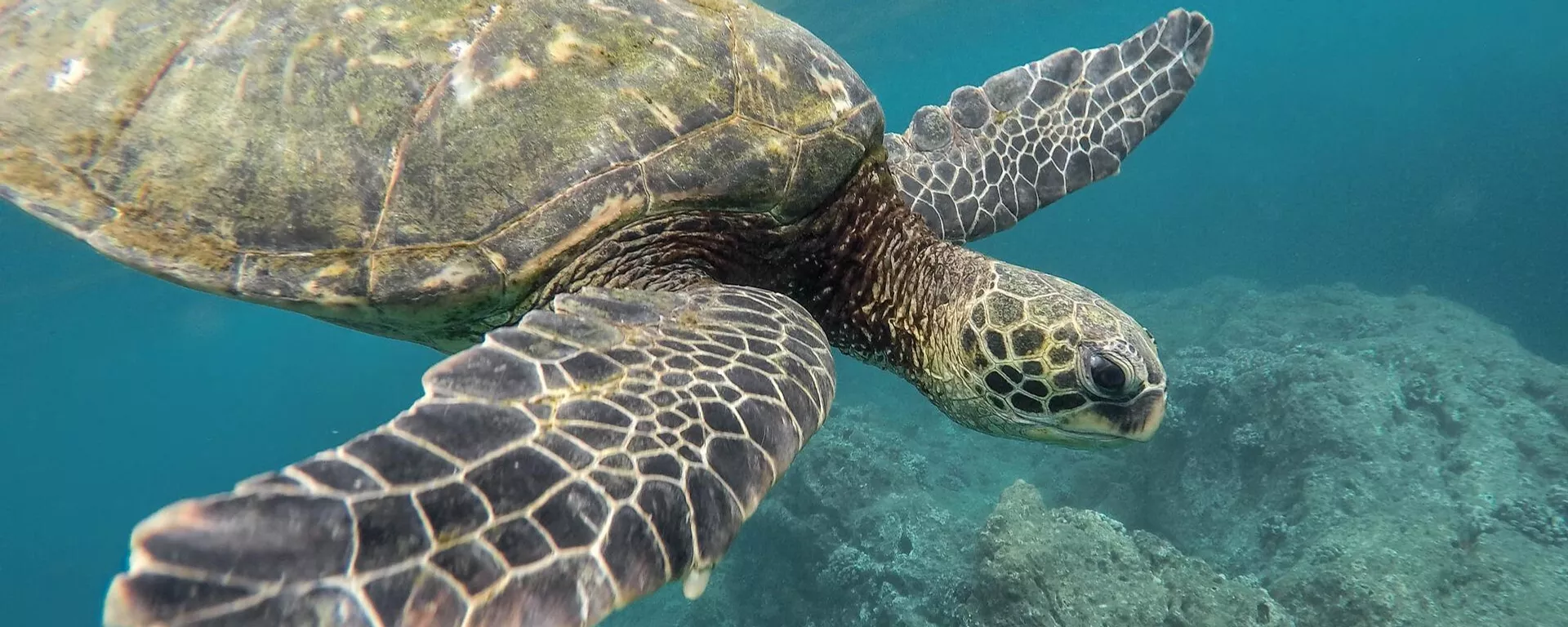 tortuga marina - Sputnik Mundo, 1920, 10.11.2022
