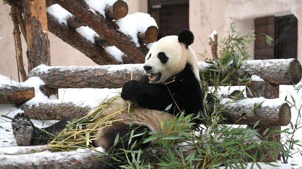 Un panda en su pabellón en el zoológico de Moscú (archivo) - Sputnik Mundo