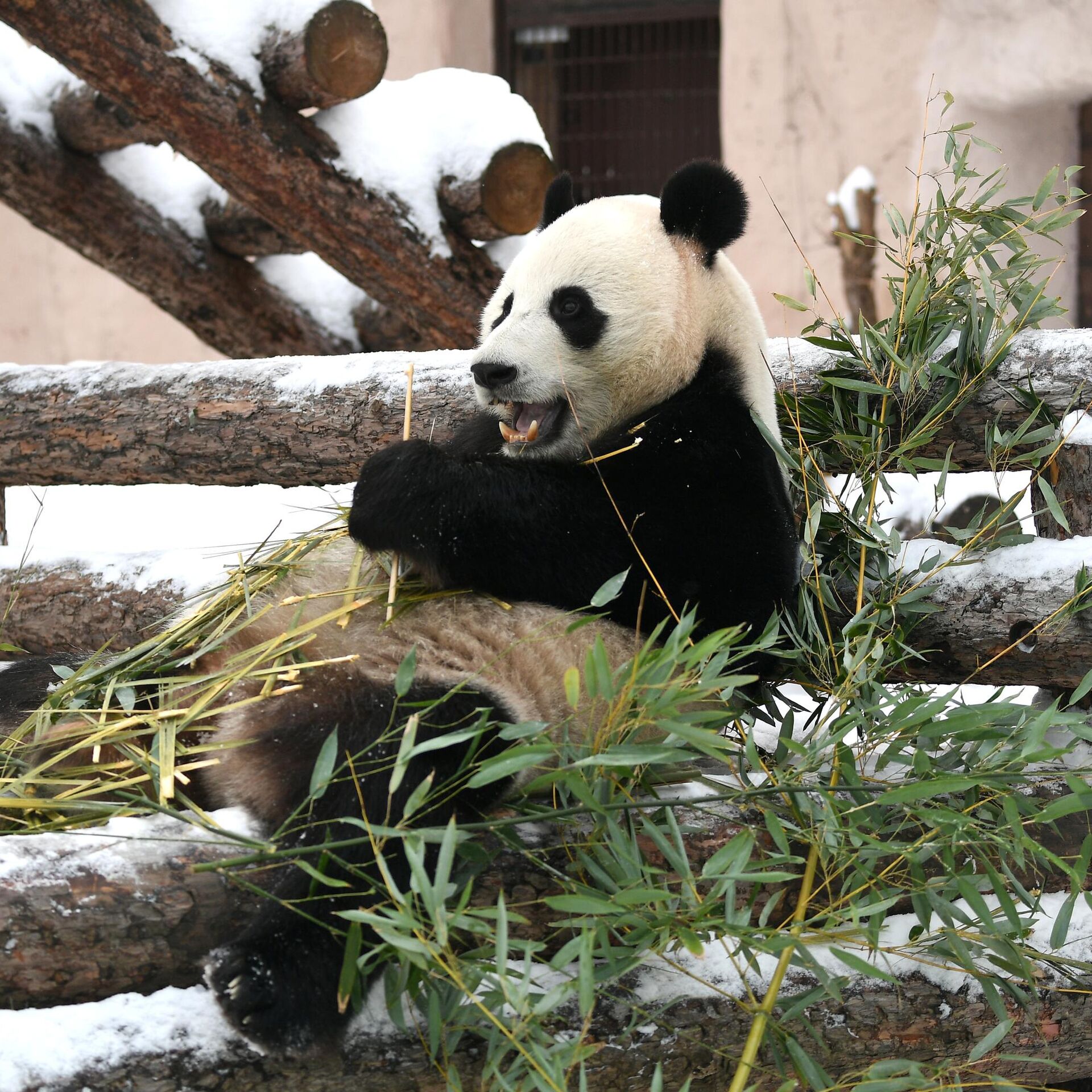 Зоопарк зимой стоит ли идти. Панда в Московском зоопарке. Московский зоопарк зима. Большая Панда в Московском зоопарке. Московский зоопарк вольеры.