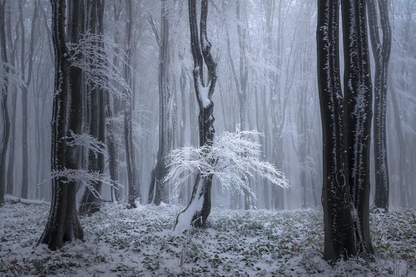 El árbol de hielo le otorgó a Tony Wang el segundo puesto en la categoría de fotógrafo del año. - Sputnik Mundo