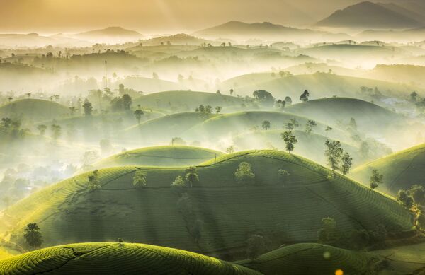 La colina del té, de Huan Vu Trung, es una de las 100 capturas más impresionantes del Landscape Photographer of the Year 2022. - Sputnik Mundo