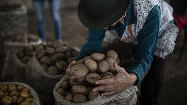 Una mujer acomoda las papas en el mercado El Cacique de Chía , Colombia - Sputnik Mundo