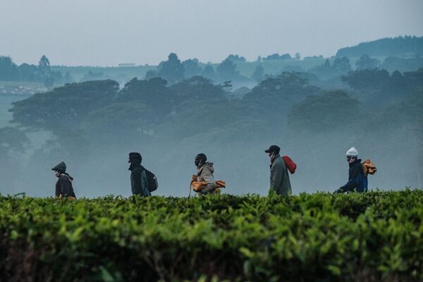 Kenia es el tercer productor mundial de té. La primera plantación de té de Asam fue instalada aquí por los británicos en 1903. Gracias al uso de la tecnología CTC [Aplastar – Desgarrar – Rizar, o CTC por sus siglas en inglés], el té de Kenia conserva la máxima cantidad de cafeína, lo que lo hace especialmente vigorizante y tónico.En la foto: recolectores de té en Kenia. - Sputnik Mundo
