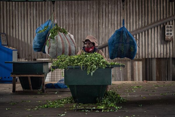 Otro gran productor africano de té es Ruanda.En la foto: té cosechado en una fábrica en Ruanda. - Sputnik Mundo