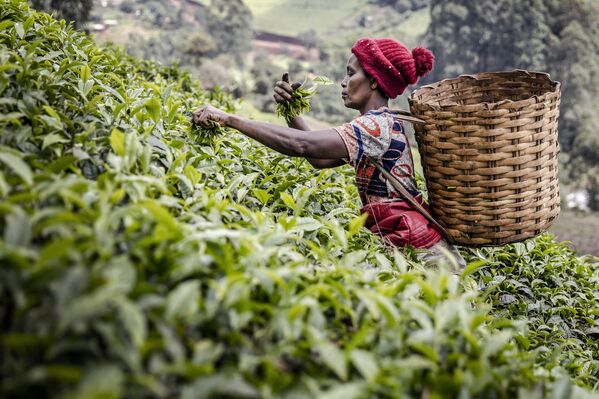 Una recolectora de té en una plantación de Kenia. - Sputnik Mundo