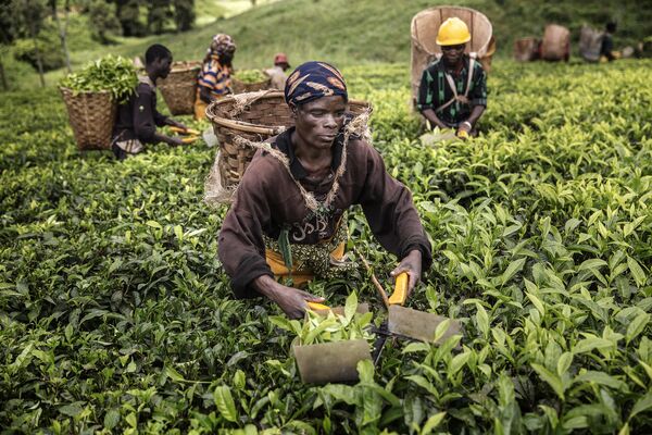 Los recolectores de té en una plantación de Malaui. - Sputnik Mundo