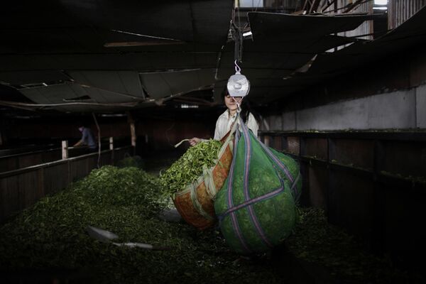 Nepal, un Estado en la zona del Himalaya, cultiva un té de las tierras altas.En la foto: el pesaje de hojas de té en una fábrica cerca de Katmandú, Nepal. - Sputnik Mundo