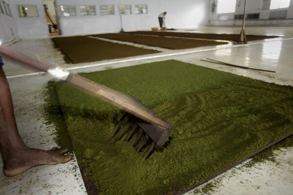 Hojas de té trituradas se secan en una fábrica de té en Digaru, en el estado indio de Asam. - Sputnik Mundo