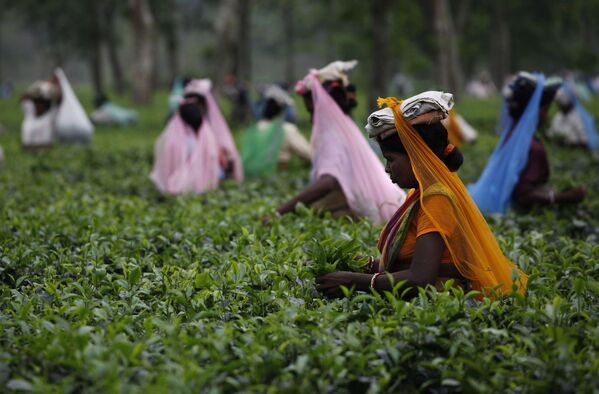 La recolección de té en una plantación de Asam, la India. - Sputnik Mundo