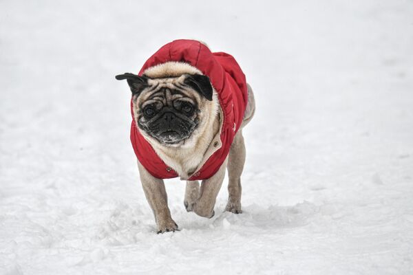 Un pug pasea después de una fuerte nevada en la capital rusa. - Sputnik Mundo