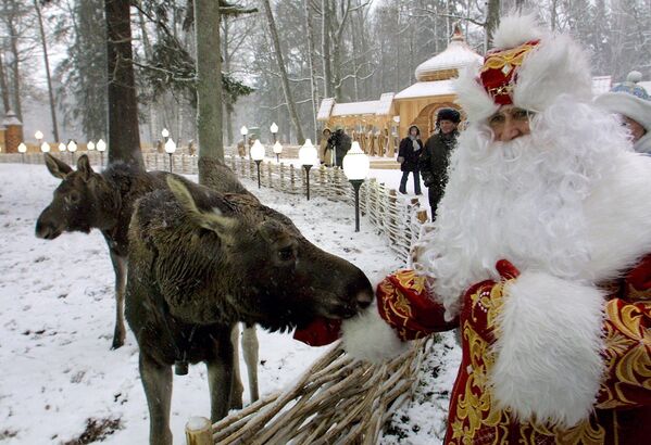 Ded Moroz bielorruso es muy parecido al ruso.En la foto: Ded Moroz bielorruso da de comer a un alce en el Parque nacional Belovézhskaya Pushcha. - Sputnik Mundo