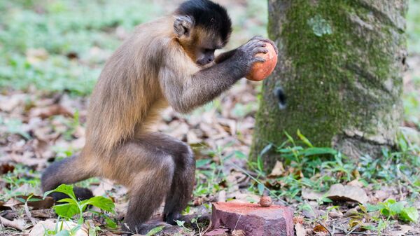 Mono capuchino con herramienta - Sputnik Mundo