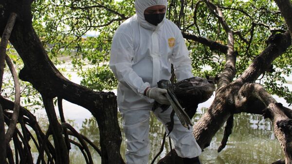 Pelícanos muertos por gripe aviar en Honduras - Sputnik Mundo