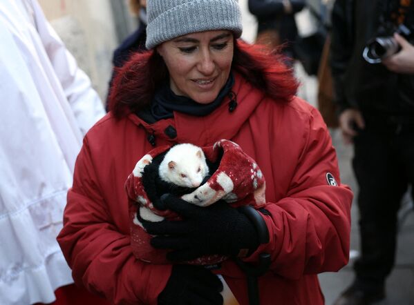 La bendición de los animales solía celebrarse únicamente el 17 de enero. Ahora dura todo un mes –del 10 de enero al 10 de febrero– porque las Iglesias españolas no tienen suficientes sacerdotes y alternan la bendición de mascotas en distintas parroquias.En la foto: un sacerdote bendice un hurón en la iglesia de San Antonio de Madrid. La bendición de los animales solía celebrarse únicamente el 17 de enero. Ahora dura todo un mes –del 10 de enero al 10 de febrero– porque las Iglesias españolas no tienen suficientes sacerdotes y alternan la bendición de mascotas en distintas parroquias.En la foto: un sacerdote bendice un hurón en la iglesia de San Antonio de Madrid. - Sputnik Mundo