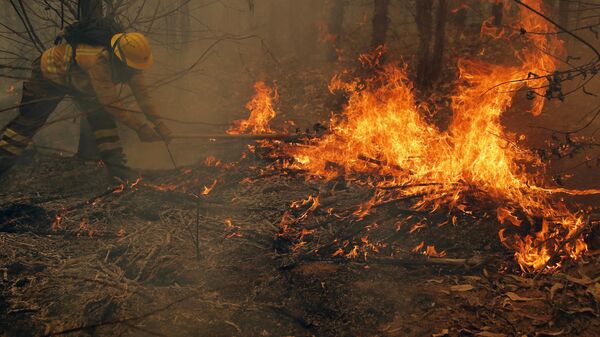 Un brigadista de la Corporación Nacional Forestal (CONAF) combate un incendio en Nacimiento, provincia de Concepción, Chile, el 4 de febrero de 2023. - Sputnik Mundo