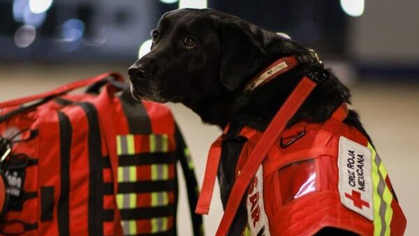 A Turquía viajan cuatro binomios caninos.  - Sputnik Mundo