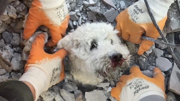 Rescatistas recuperan a un perro llamado Pamuk de entre los escombros en Hatay tres días después del terremoto. - Sputnik Mundo