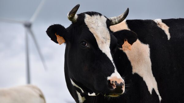 La enfermedad de las vacas locas reapareció en Brasil. - Sputnik Mundo