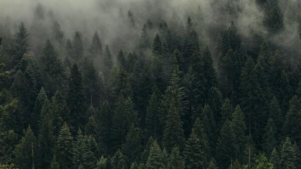 Un bosque de pinos (Imagen referencial) - Sputnik Mundo