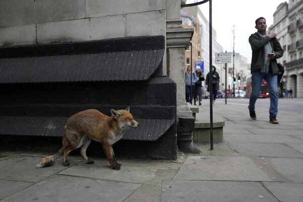 Un zorro en una calle del centro de la capital británica de Londres. - Sputnik Mundo