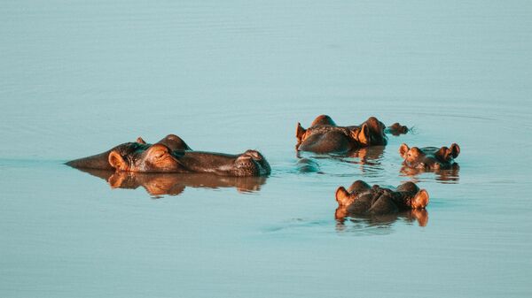 Hipopótamos en el agua (imagen referencial) - Sputnik Mundo