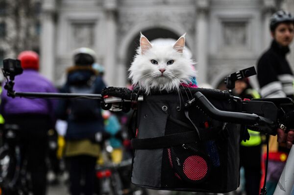 Un gato en la cesta de una moto en una calle de Londres, el Reino Unido. - Sputnik Mundo