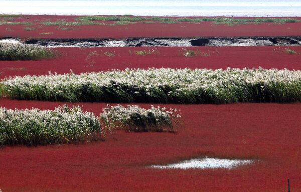 Otro río sorprendente de China es el Liao. Durante las primeras semanas de septiembre, sus orillas adquieren una tonalidad inusual, gracias a las algas que, al morir, tiñen de rojo el delta del río. - Sputnik Mundo