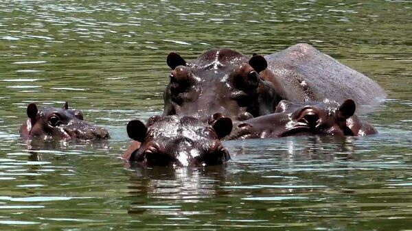 Los hipopótamos de Pablo Escobar en un estanque de Antioquia - Sputnik Mundo