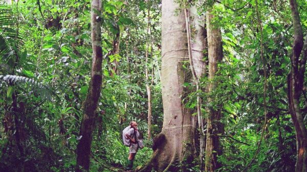 Selva del Dairén entre Colombia y Panamá - Sputnik Mundo