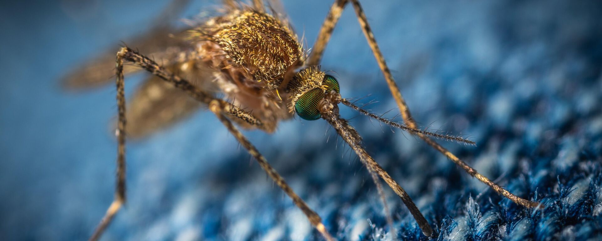 Un mosquito (imagen referencial) - Sputnik Mundo, 1920, 29.03.2023
