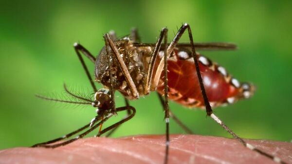 Hembra de mosquito 'Aedes aegypti' en el proceso de obtener una comida de sangre - Sputnik Mundo