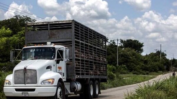 Transporte de cerdos en Yucatán. - Sputnik Mundo