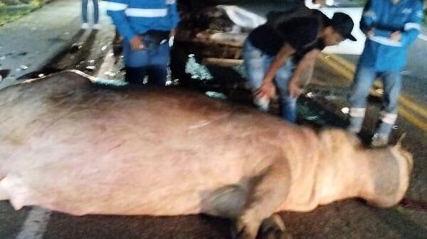 El hipopótamo fue atropellado en Antioquia  - Sputnik Mundo