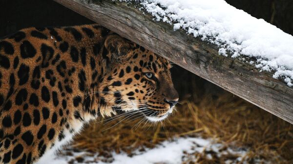 Un leopardo (imagen referencial) - Sputnik Mundo