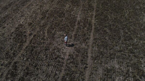 Un productor rural argentino camina entre un campo de soja afectado por la sequía - Sputnik Mundo