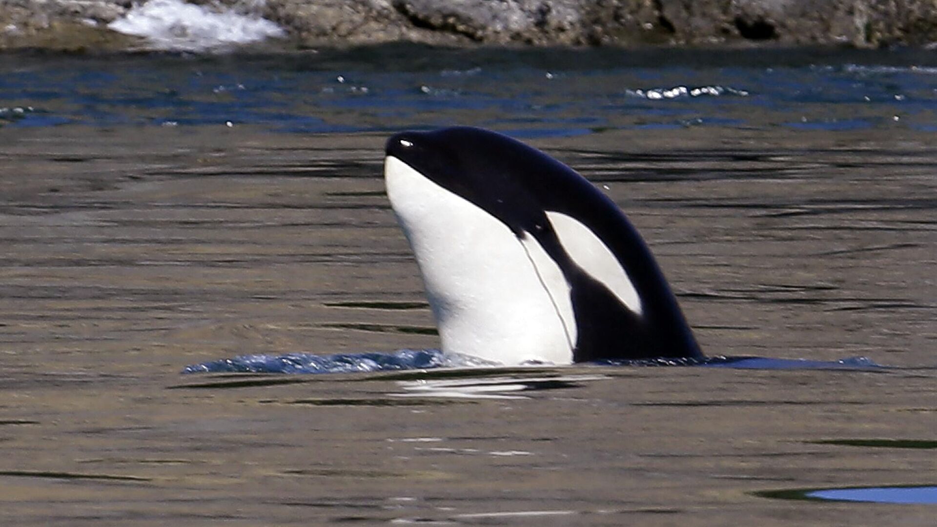 ¿Cómo se comportan las orcas con los humanos?