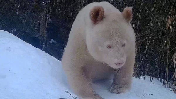 Un oso panda albino en la Reserva Nacional de Wolong, China - Sputnik Mundo