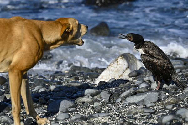 Un perro y un pájaro se las ven en la playa de Choros en Coquimbo, Chile. - Sputnik Mundo