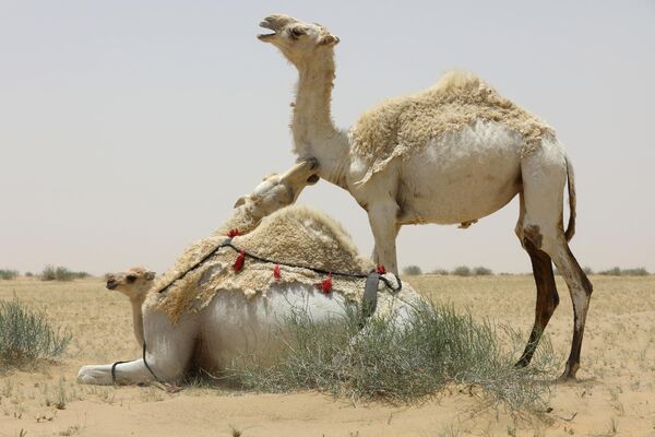 Una pelea floja entre camellos en el desierto cerca de la ciudad de Nasiriya, al sur de Irak. - Sputnik Mundo