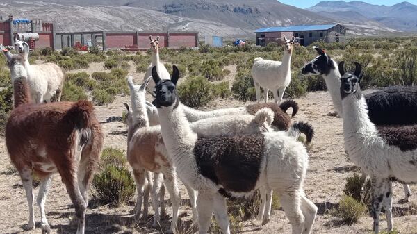 Cría de llamas y alpacas en Turco, departamento de Oruro, Bolivia - Sputnik Mundo