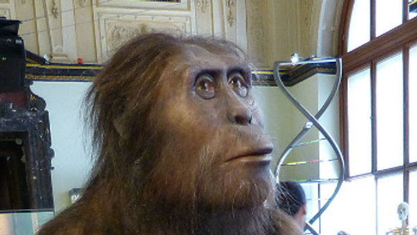 Modelo de Australopithecus afarensis - Sputnik Mundo