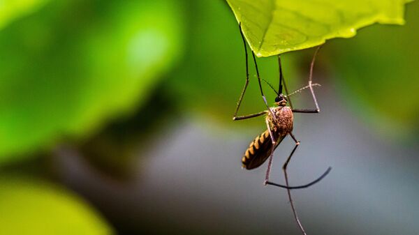 Un mosquito (imagen referencial)  - Sputnik Mundo