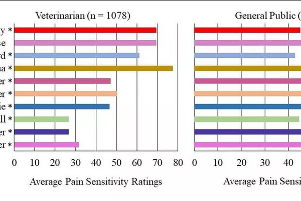 Diez razas de perros seleccionadas para su inclusión en el estudio. Resultados que demuestran las puntuaciones medias de sensibilidad al dolor tanto por parte de veterinarios como del público en general para las diez razas seleccionadas. La escala oscilaba entre 0 = nada sensible y 100 = la mayor sensibilidad imaginable. - Sputnik Mundo