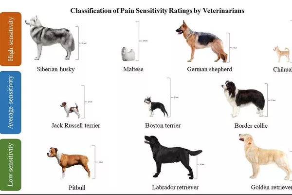 Representación visual de las diez razas de perros seleccionadas en función de la clasificación de la sensibilidad al dolor realizada por los veterinarios. Se muestra la altura de cada raza, ya que se tuvo en cuenta la inclusión de tipos de perro de distintos tamaños. - Sputnik Mundo